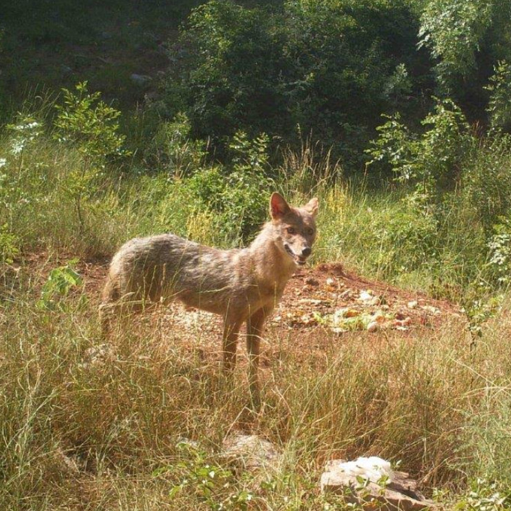 Priroda