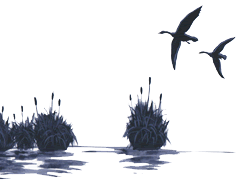 Birds over marshland